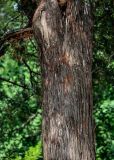 Juniperus chinensis. Часть ствола. Китай, пров. Цзянсу, г. Сучжоу, в культуре. 27.05.2025.