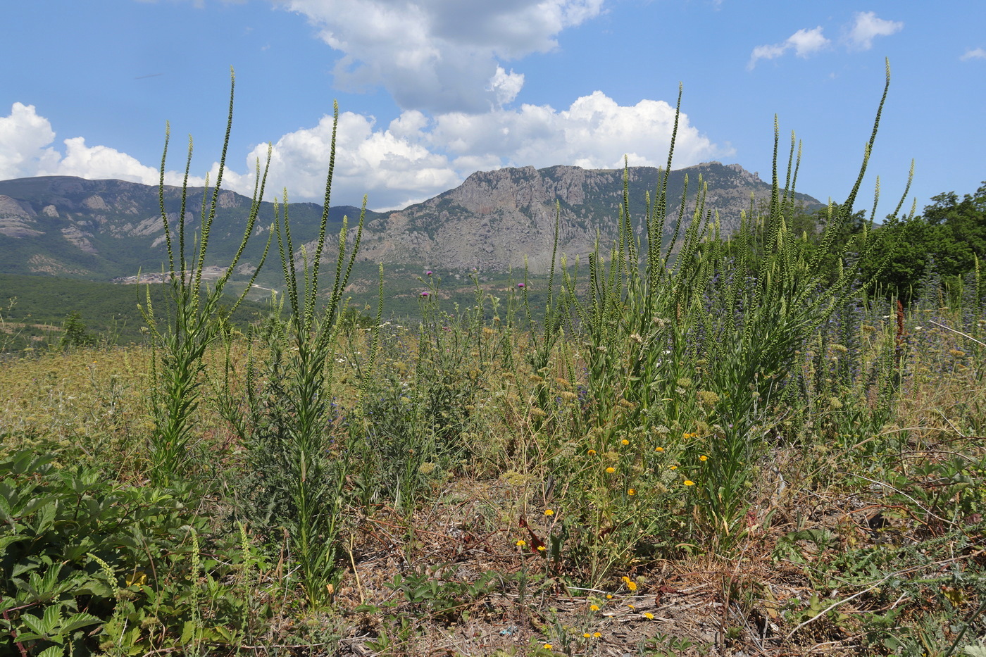 Image of Reseda luteola specimen.