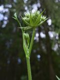 Laserpitium prutenicum