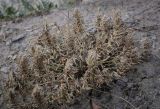 unknown species. Высохшее растение. Ростовская обл., окр. г. Донецк, борт противопожарного водоёма. 14.06.2025.