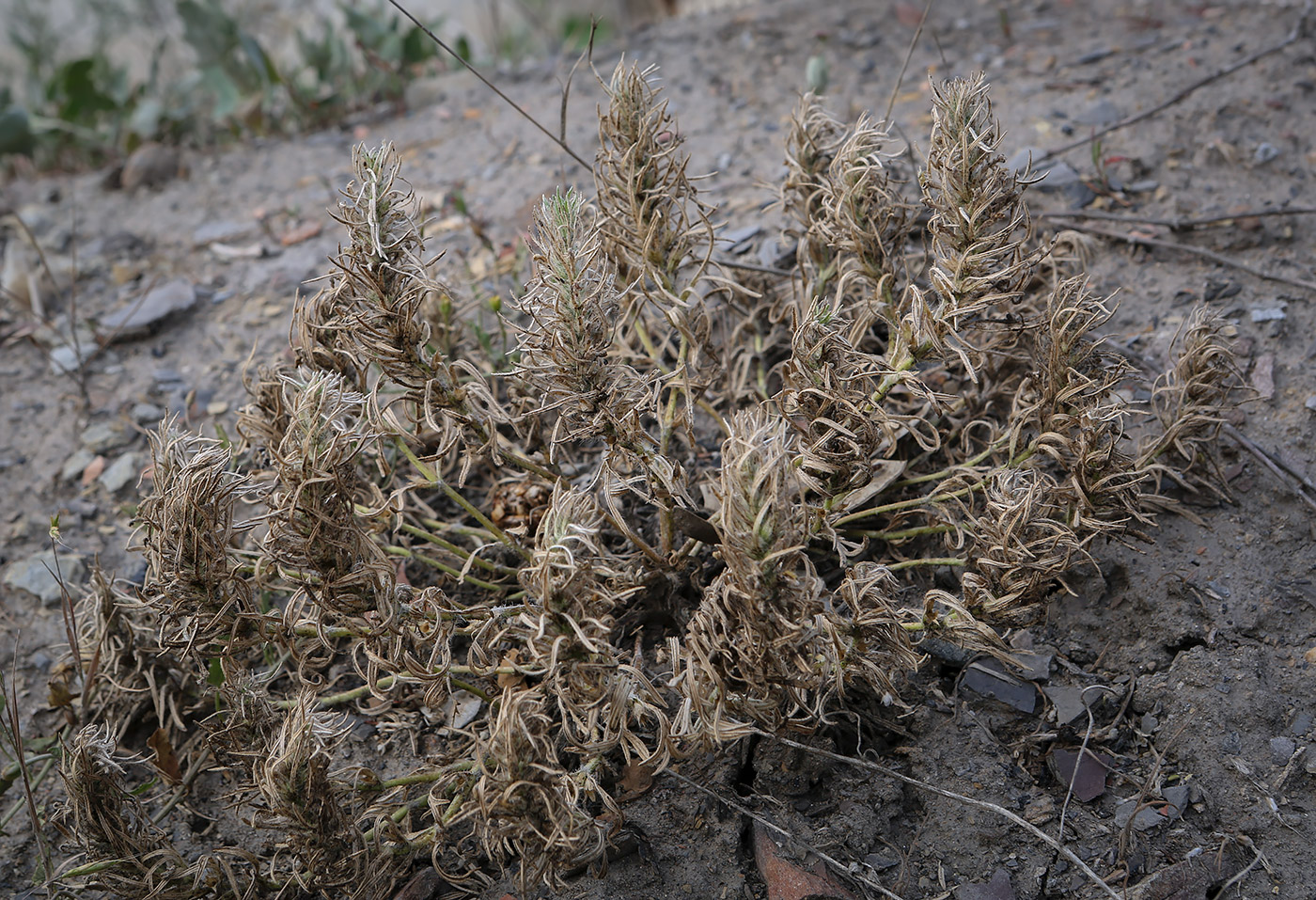 Image of Ajuga chia specimen.