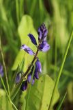 Polygala amarella. Соцветие. Беларусь, Витебская обл., пос. Езерище, дендрарий Езерищеского лесничества, низкотравный разнотравный луг. 03.06.2025.