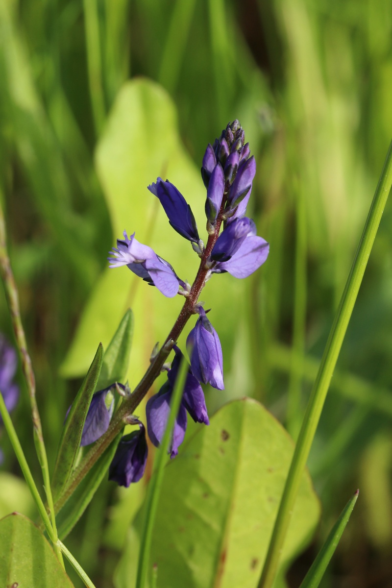 Image of Polygala amarella specimen.