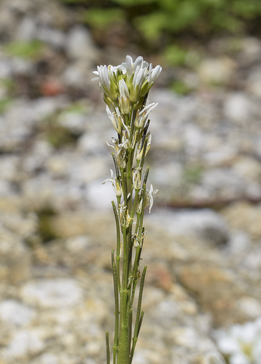 Image of Arabis hirsuta specimen.