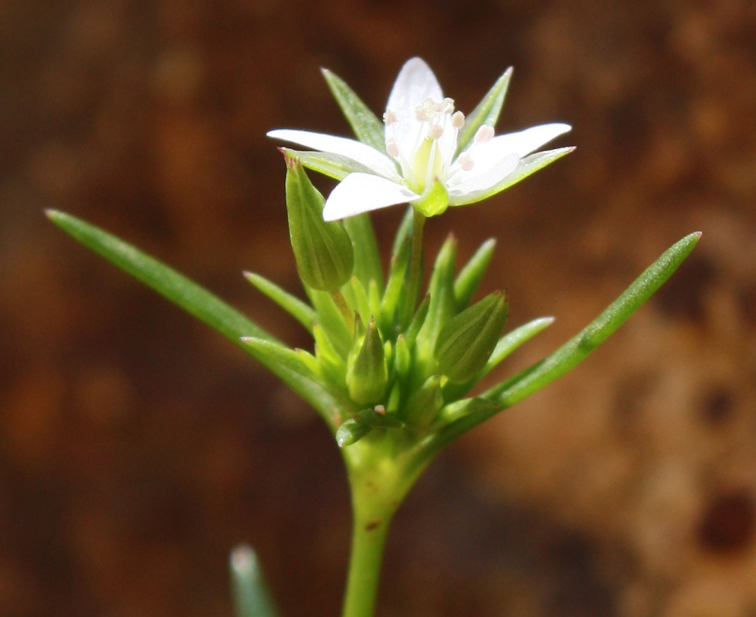 Изображение особи Minuartia hybrida.