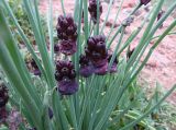 Allium atrosanguineum