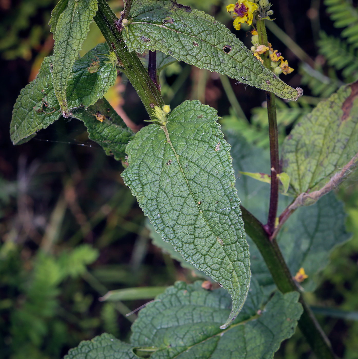 Image of Verbascum nigrum specimen.
