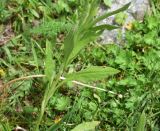Cynoglossum officinale. Часть побега. Кабардино-Балкария, Эльбрусский р-н, дол. р. Адылсу, 1 км ниже альплагеря \"Джантуган\", луг. 17 июня 2025 г.