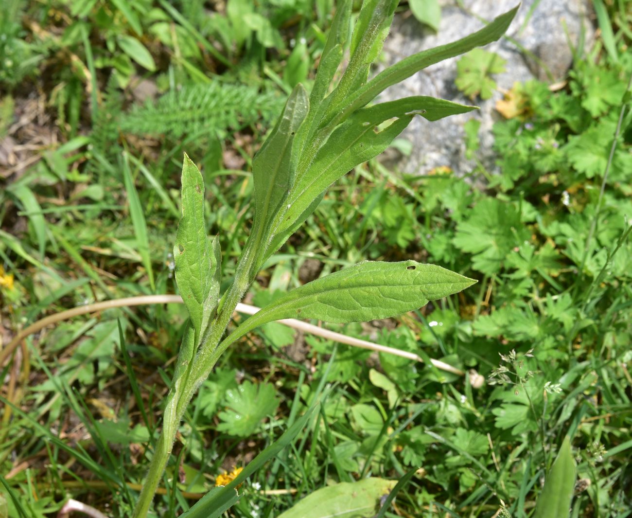 Изображение особи Cynoglossum officinale.