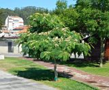 род Albizia. Цветущее растение. Испания, Галисия, пров. Понтеведра, г. Кангас. Июль.