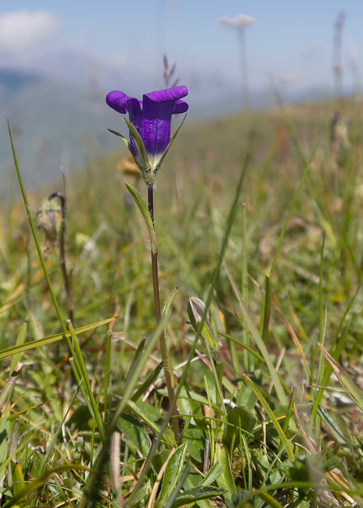 Image of Campanula ciliata specimen.
