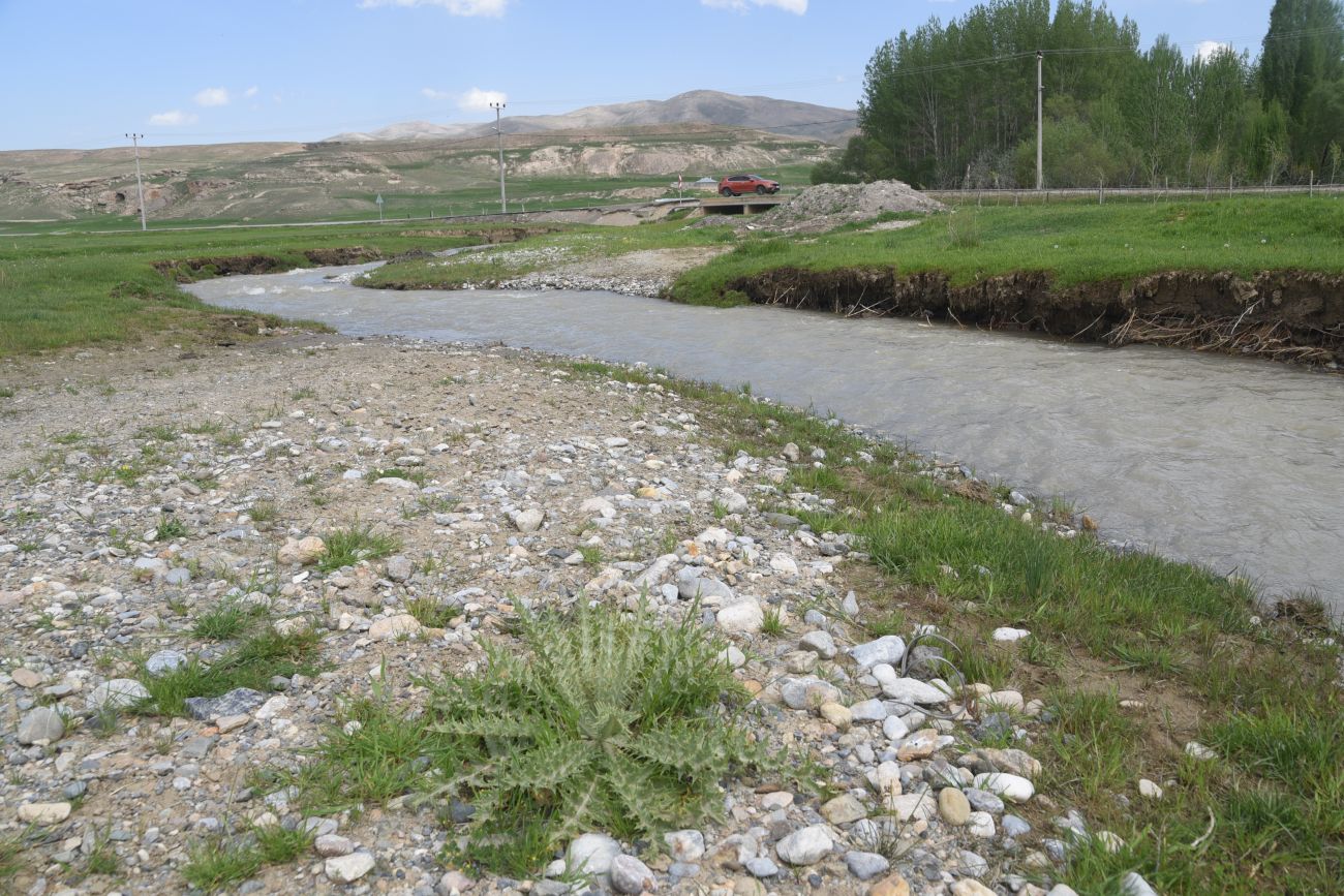 Image of genus Cirsium specimen.