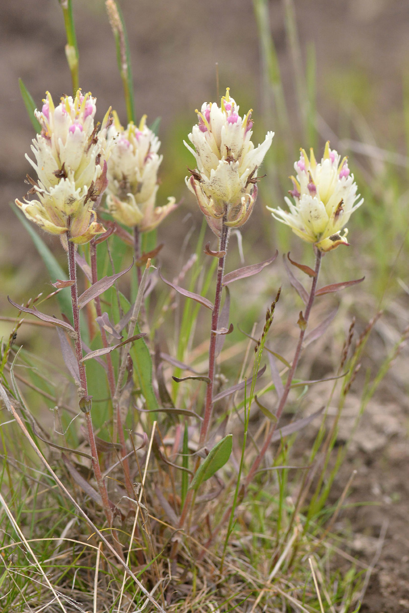 Image of Castilleja pallida specimen.