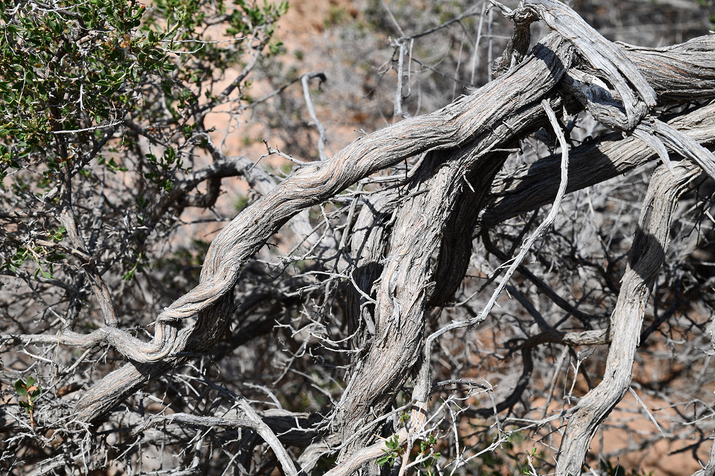 Изображение особи Atraphaxis virgata.