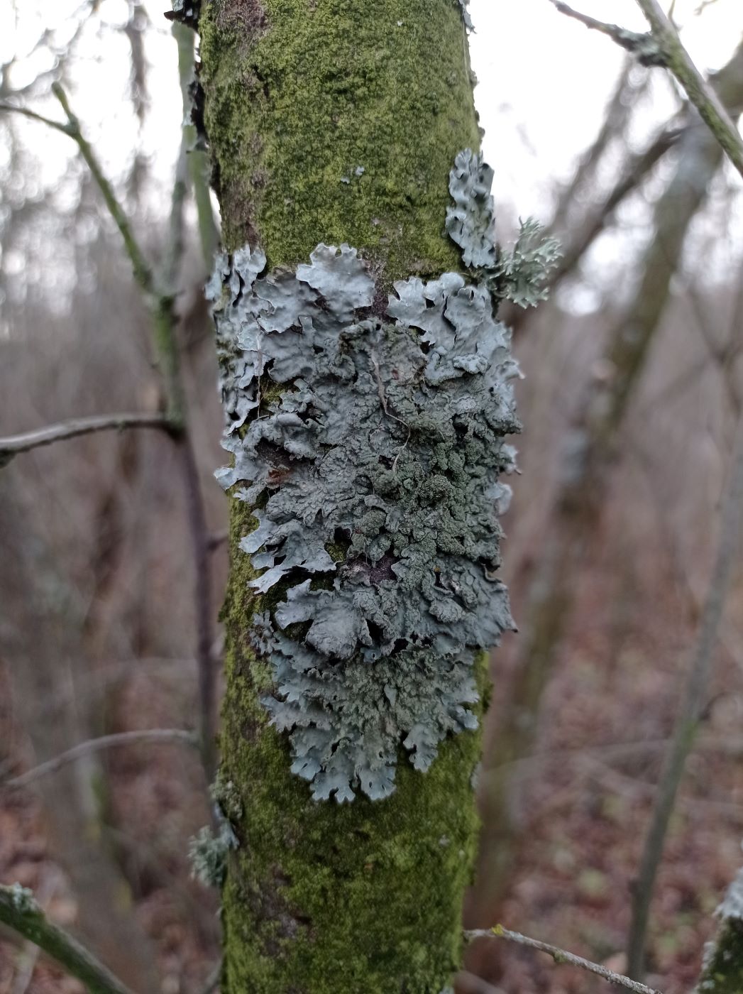 Изображение особи Parmelia sulcata.