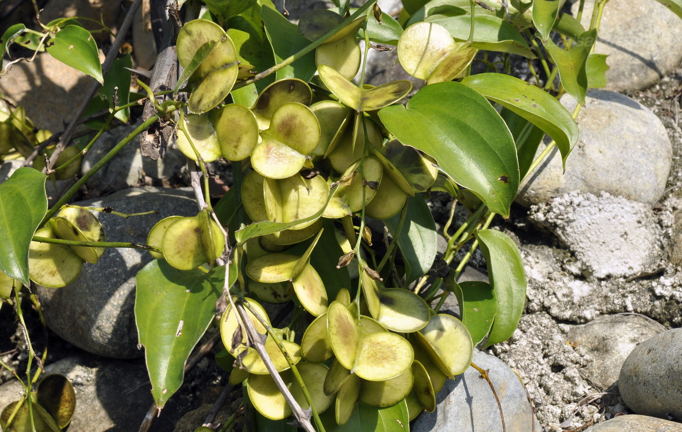 Изображение особи род Dioscorea.