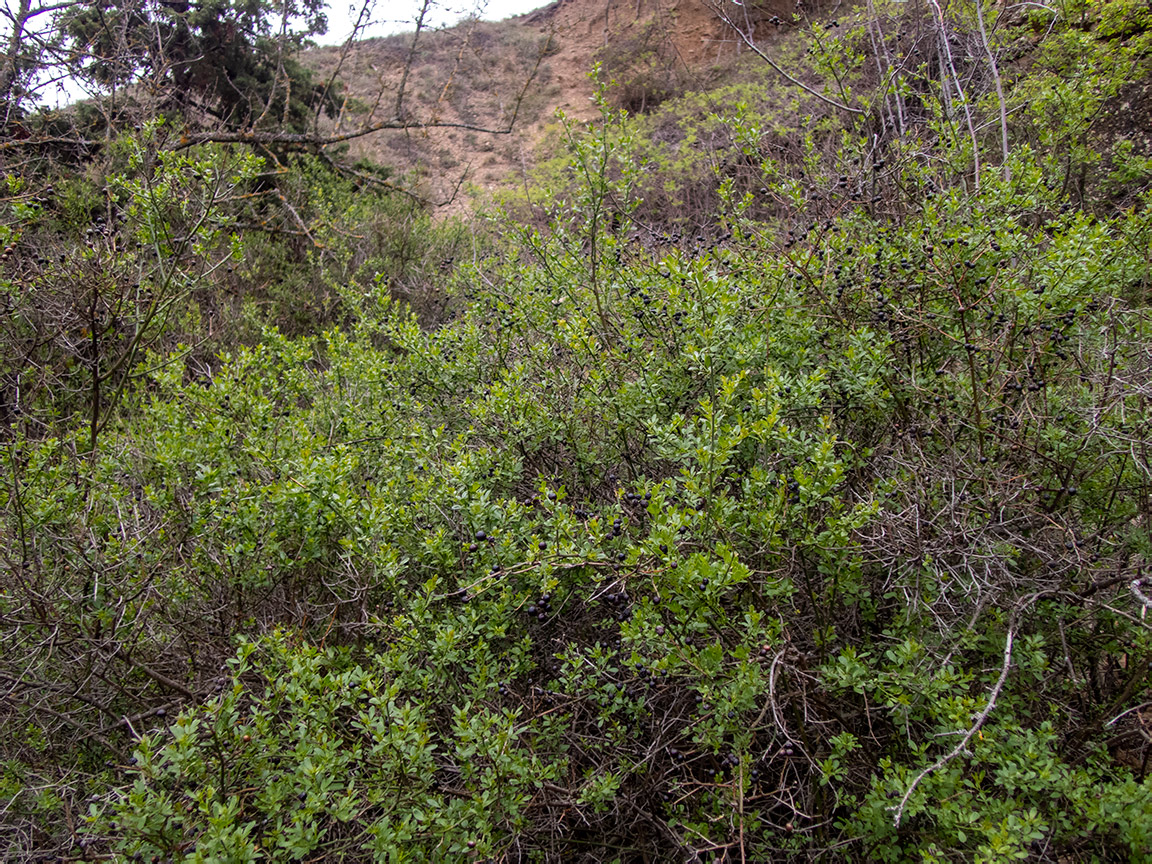 Image of Jasminum fruticans specimen.