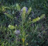 Lepidium virginicum. Верхушка цветущего и плодоносящего растения. Абхазия, Гудаутский р-н, окр. с. Лдзаа, пойменный луг. 08.06.2025.