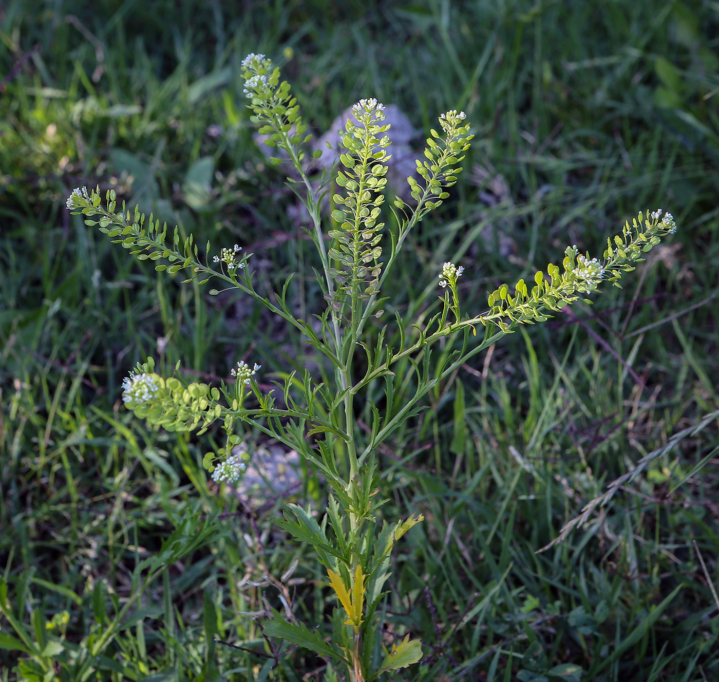 Изображение особи Lepidium virginicum.