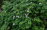 Spiraea rosthornii. Ветви цветущего кустарника. Китай, пров. Шэньси, национальный парк \"Хуашань\", ≈ 2000 м н.у.м., смешанный лес. 02.06.2025.