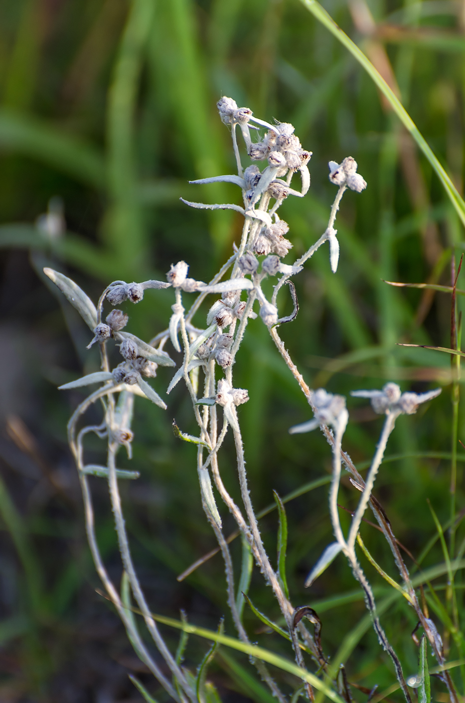 Image of Leontopodium leontopodioides specimen.