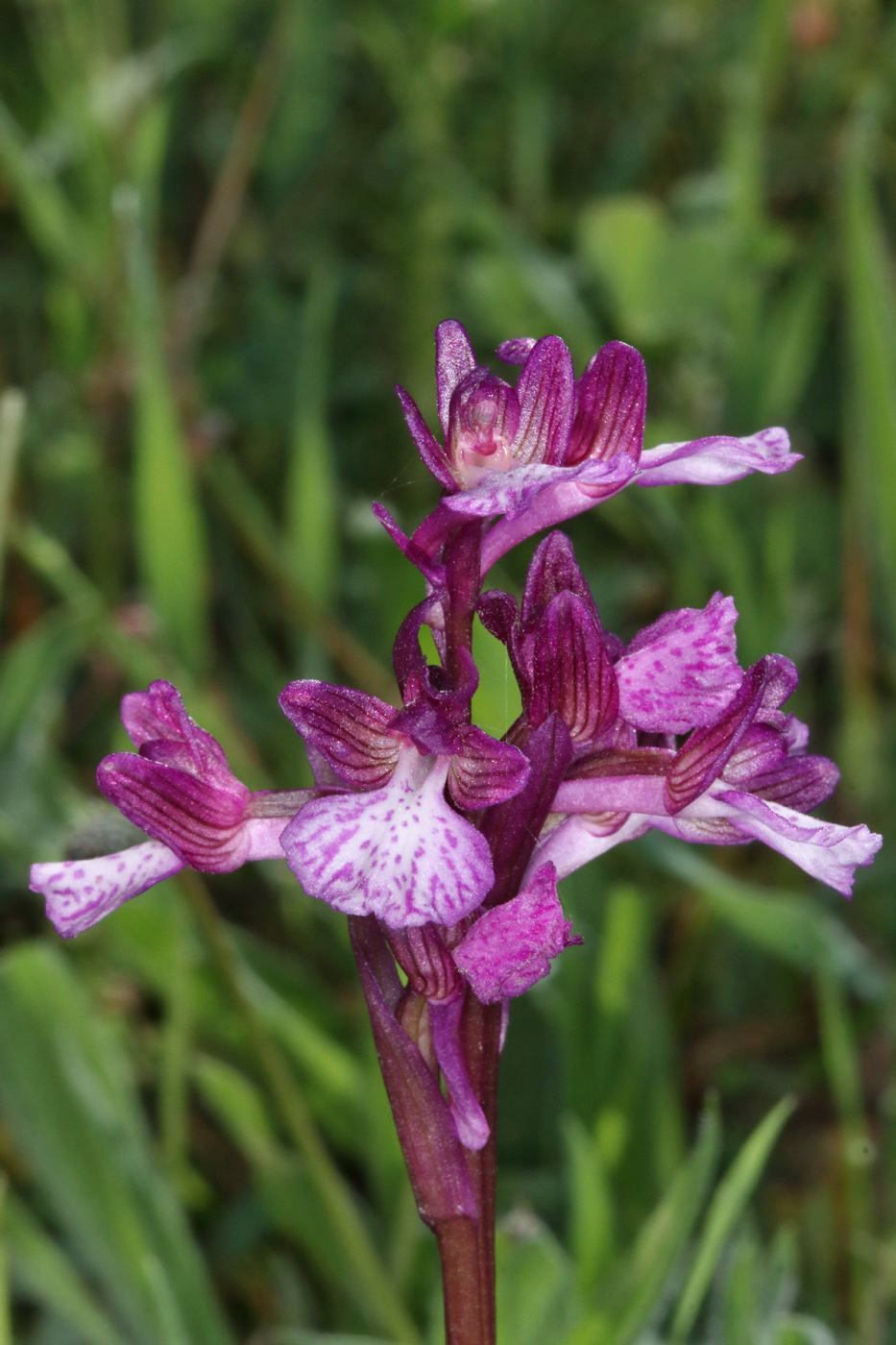 Image of Anacamptis &times; gennarii nothosubsp. orientecaucasica specimen.
