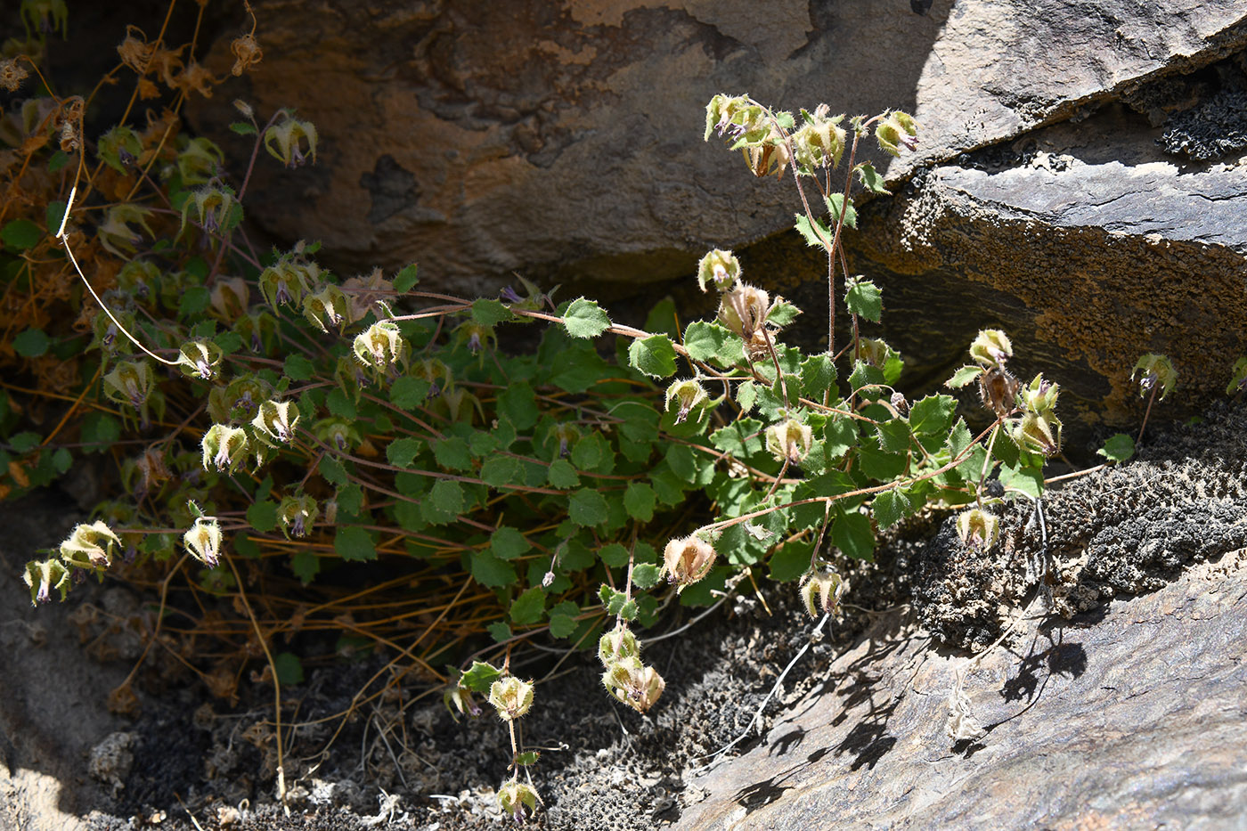 Image of Campanula incanescens specimen.