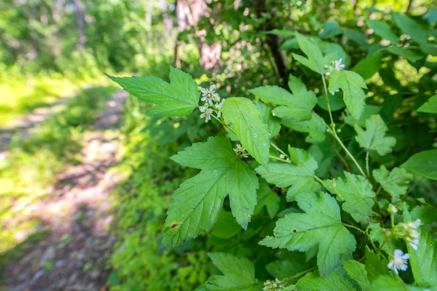 Изображение особи Rubus crataegifolius.