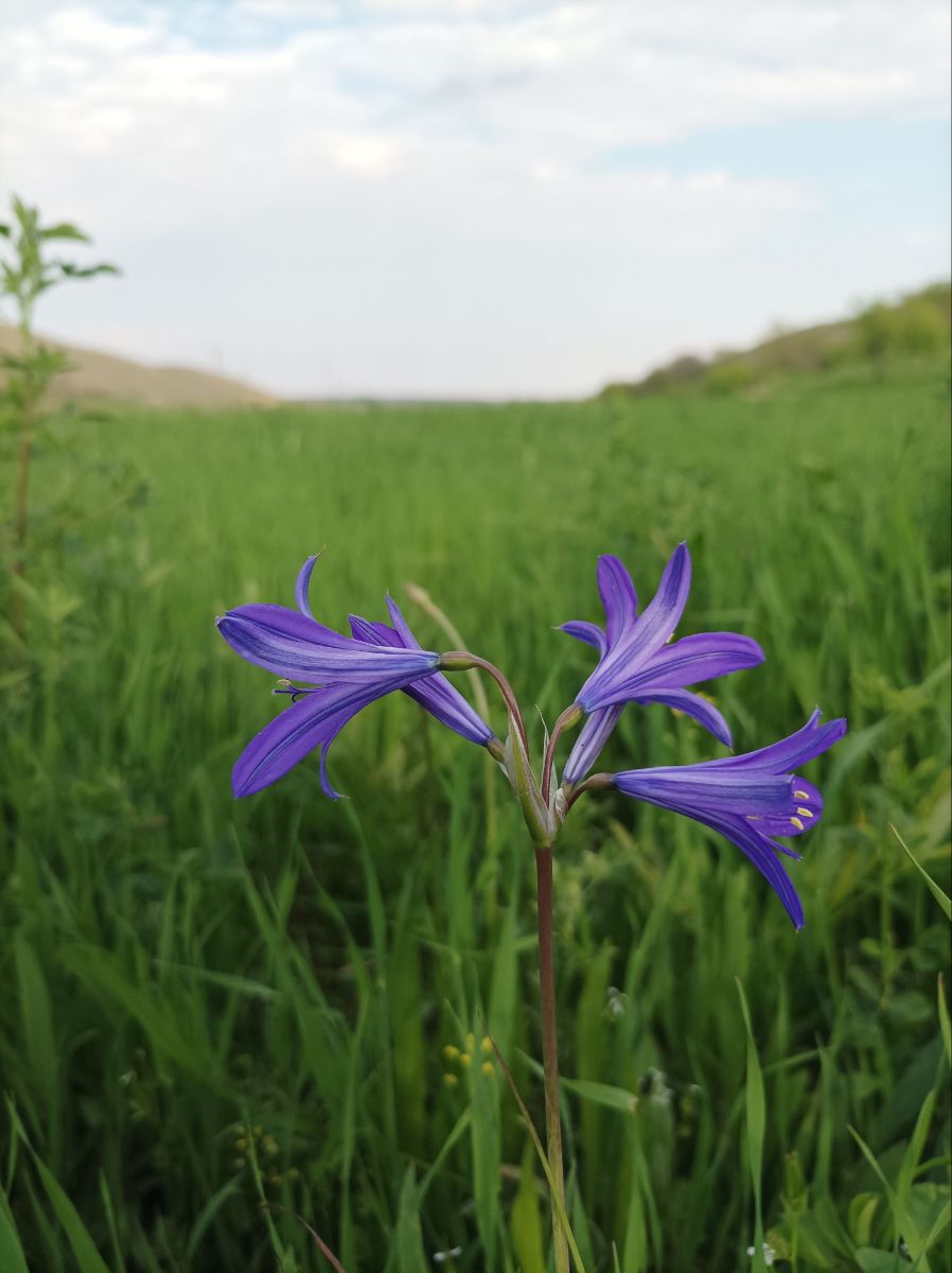Image of Ixiolirion tataricum specimen.