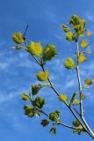 Platanus occidentalis. Ветвь с молодыми листьями. Санкт-Петербург, Кировский р-н, двор жилого дома, декоративное озеленение. 25.05.2026.