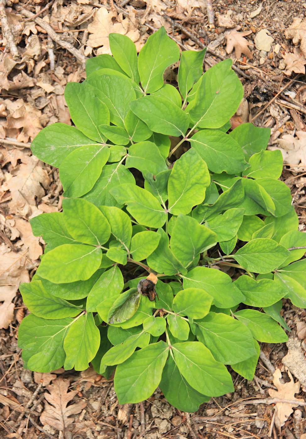 Image of Paeonia caucasica specimen.