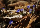 Gentiana zollingeri