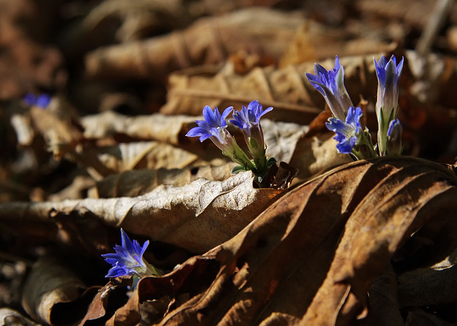 Изображение особи Gentiana zollingeri.