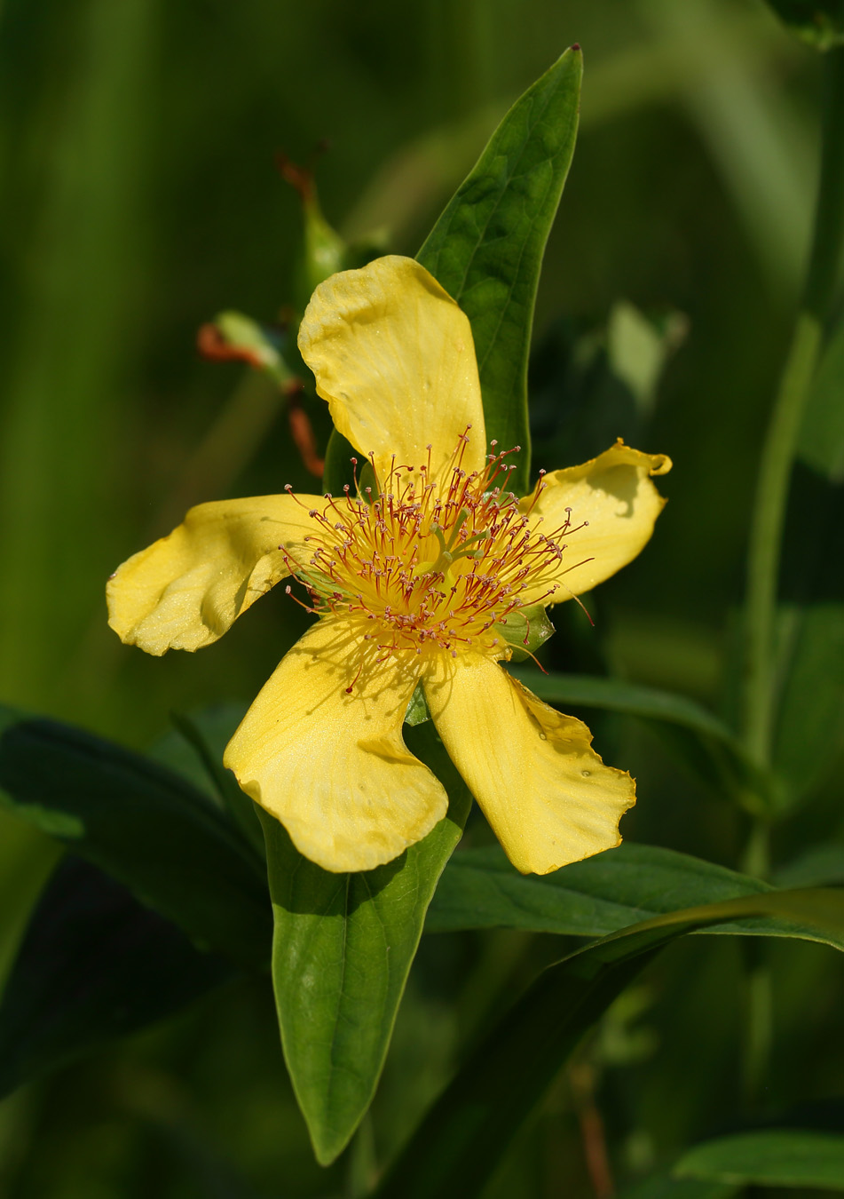 Image of Hypericum ascyron specimen.