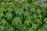 Parthenocissus tricuspidata. Листья. Португалия, округ Коимбра, г. Кондейша-а-Нова, в культуре. 14.06.2026.