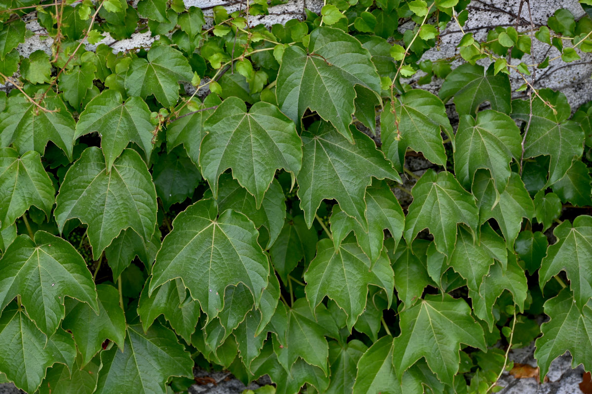 Image of Parthenocissus tricuspidata specimen.