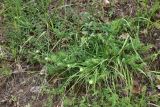 familia Boraginaceae. Цветущие растения. Турция, ил Артвин, дер. Багджилар (Bağcılar), нижняя часть склона. 12 июня 2026 г.