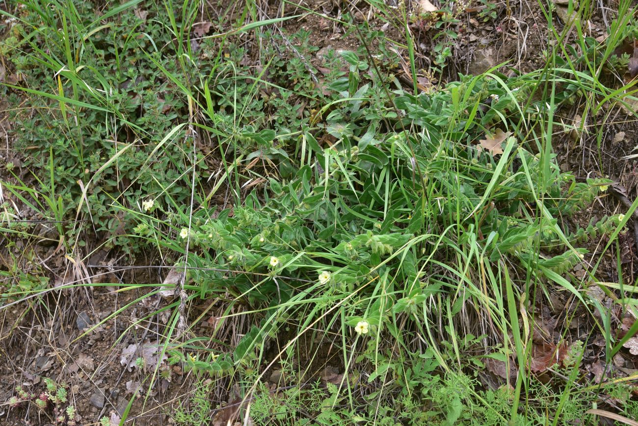 Image of familia Boraginaceae specimen.