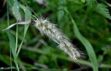 Cenchrus ciliaris. Соцветие. Португалия, округ Бежа, дол. р. Рибейра-ду-Торгал, опушка лиственного леса. 04.06.2026.