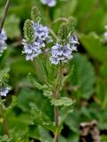 Veronica prostrata. Верхушка побега с соцветиями. Липецкая обл., Елецкий р-н, дол. р. Воргол, луговой склон. 09.05.2026.