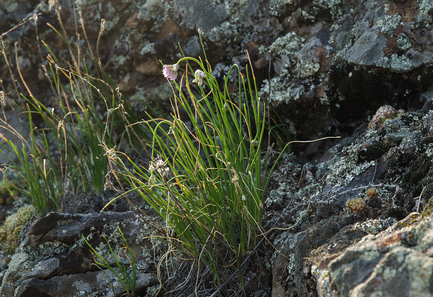 Image of Allium rubens specimen.