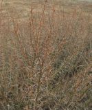 Caragana spinosa
