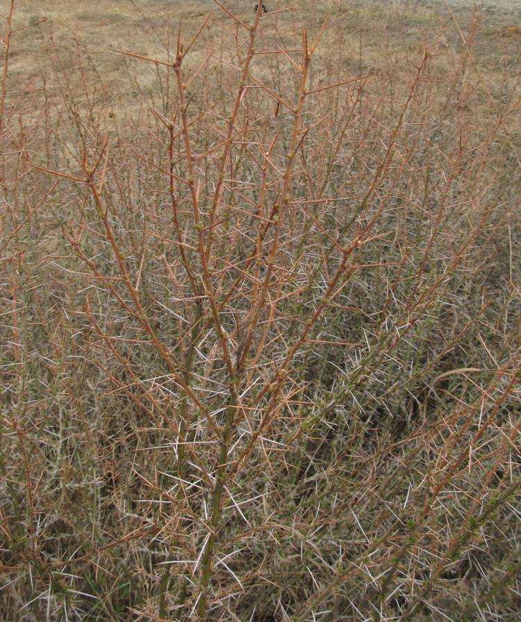 Изображение особи Caragana spinosa.