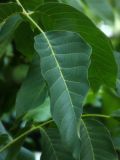 Juglans regia. Терминальный листочек. Республика Молдова, муниципалитет Кишинёв, г. Кодру. 23 июля 2026 г.