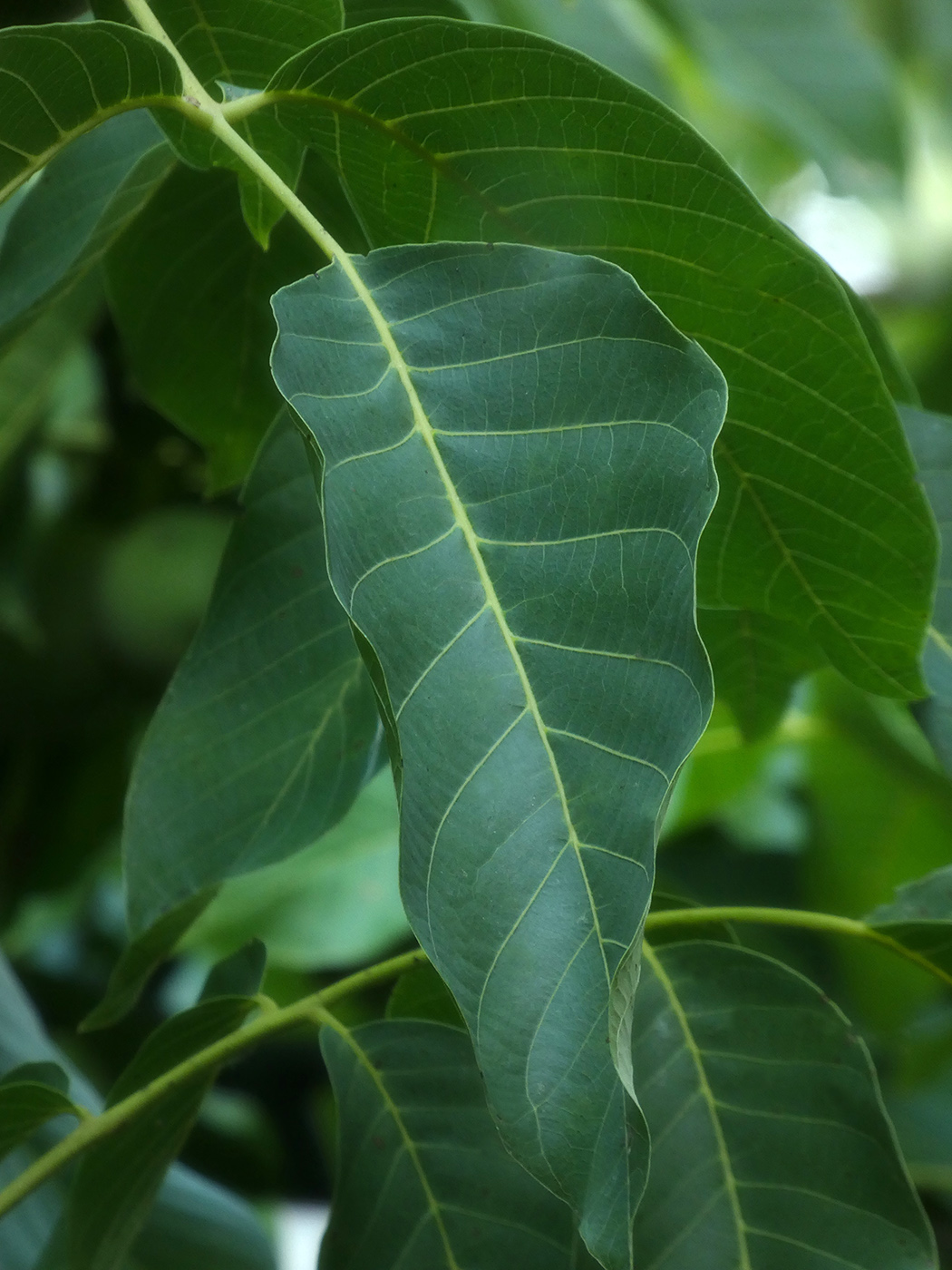 Image of Juglans regia specimen.