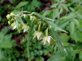 Epipactis papillosa. Соцветие. Хабаровский край, г. Комсомольск-на-Амуре, юго-восточный склон сопки \"Ключевая\", смешанный лес с преобладанием Betula. 18.07.2026.