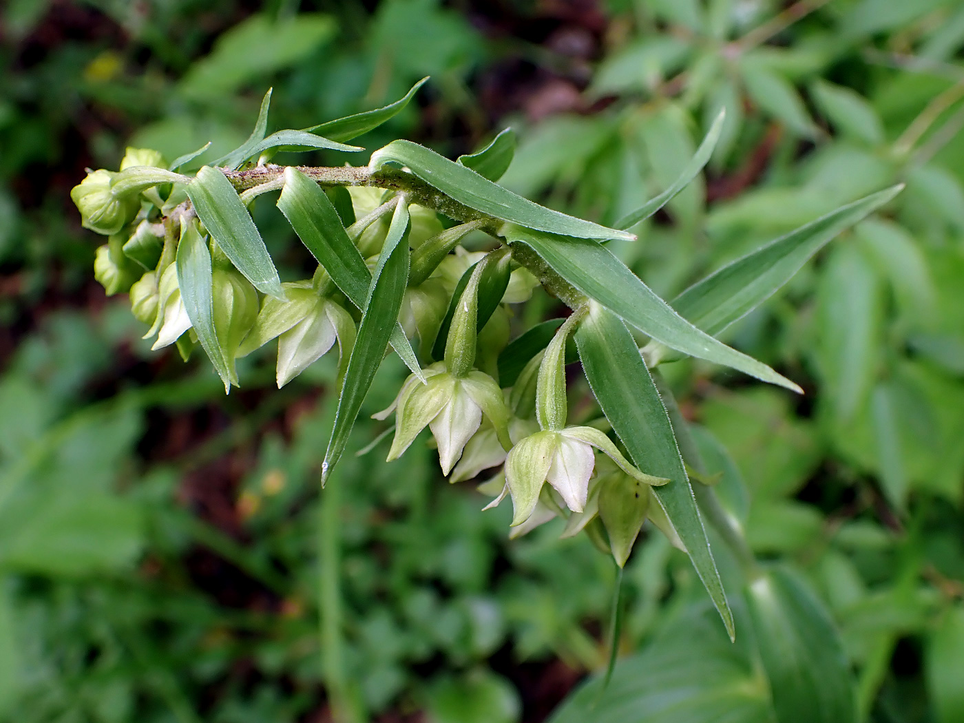 Image of Epipactis papillosa specimen.