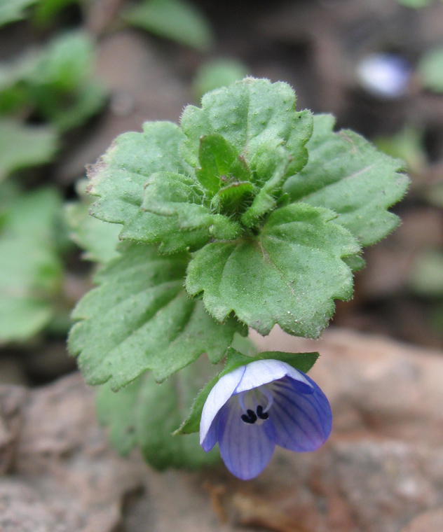 Image of Veronica persica specimen.