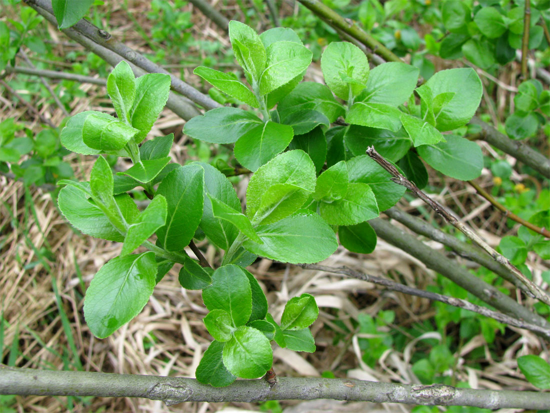 Изображение особи Salix phylicifolia.