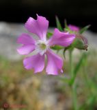 Pleconax conica